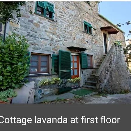 Lavanda * Levanto